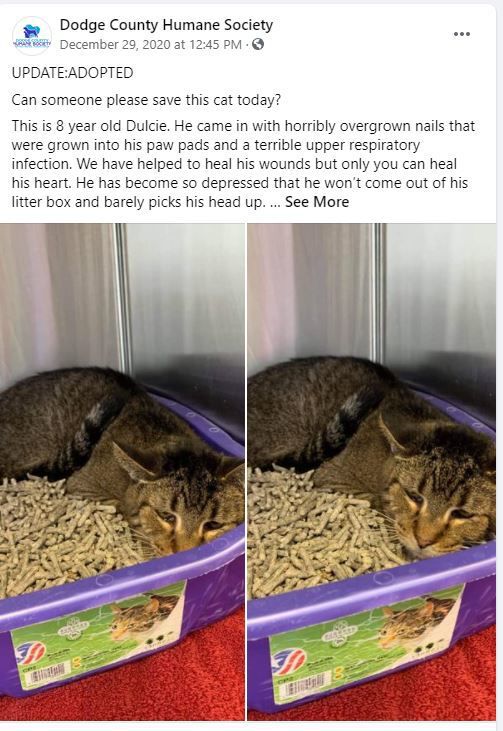 Cat post